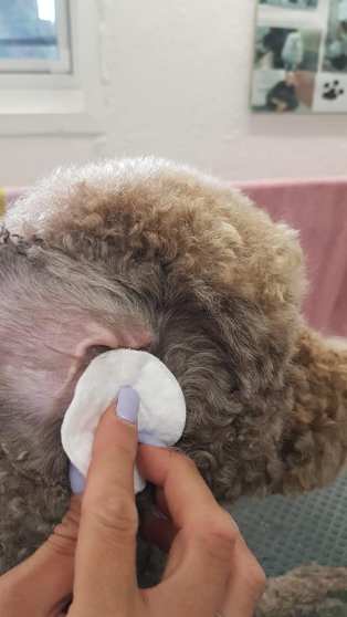 43070607_10212463786096717_5756773386722213888_n