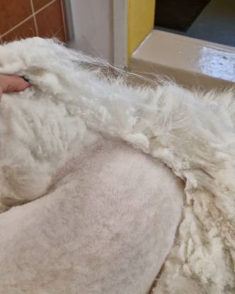 343109861_915231819766856_5865701793433282318_n